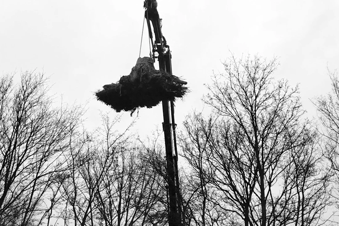One of the trees from the Schokbos being transported using a large crane.