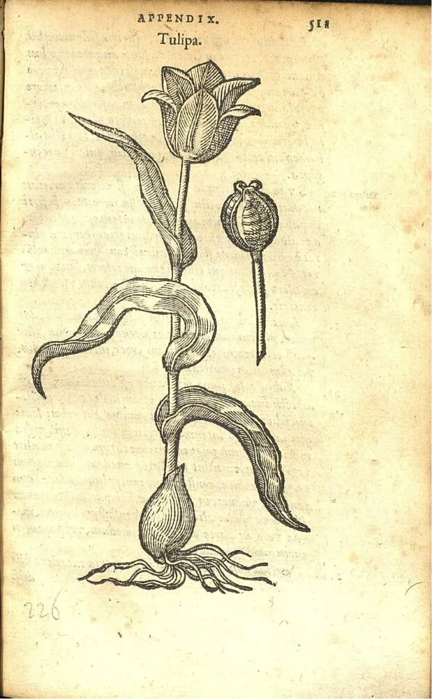 black and white botanical illustration of a tulip