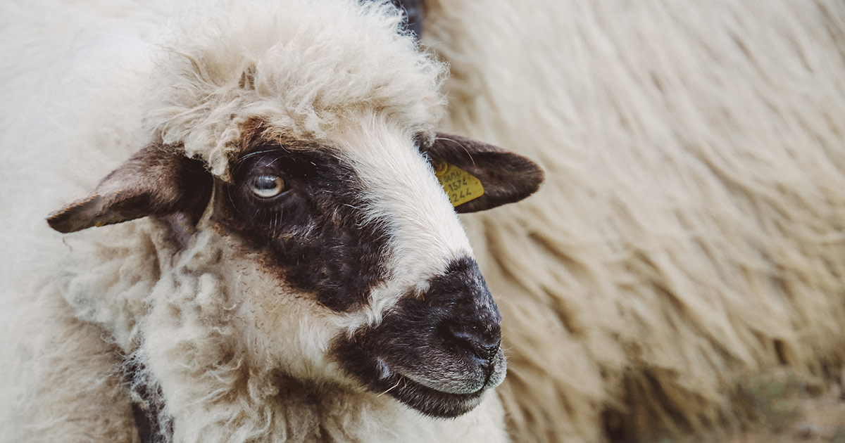 Woolgathering Handwoven