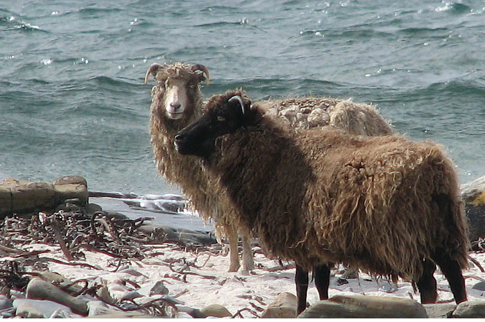 North Ronaldsay Sheep, Rare and Hardy | Handwoven