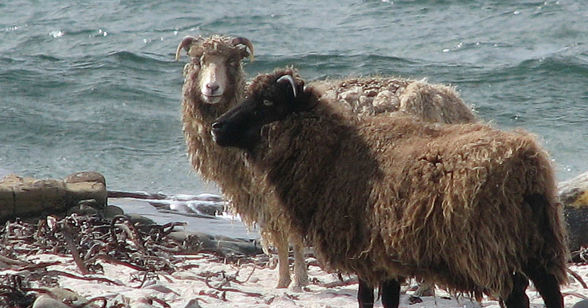 North Ronaldsay Sheep, Rare and Hardy | Handwoven