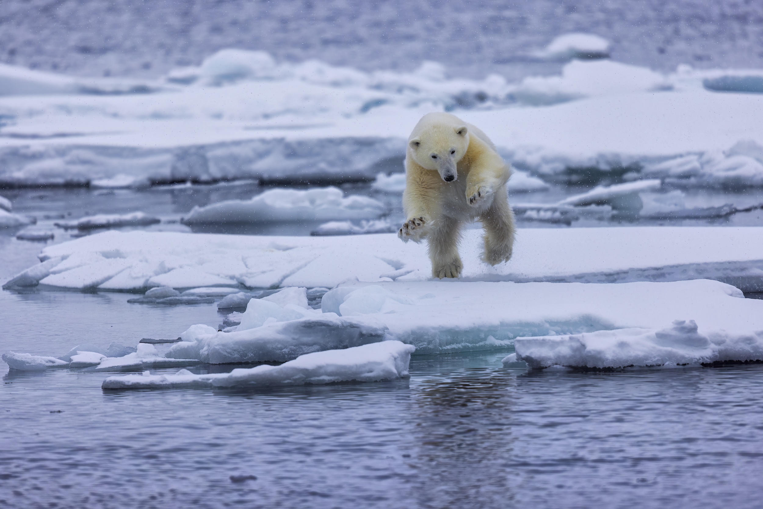 Polar bear jumping between sea ice floes in Svalbard