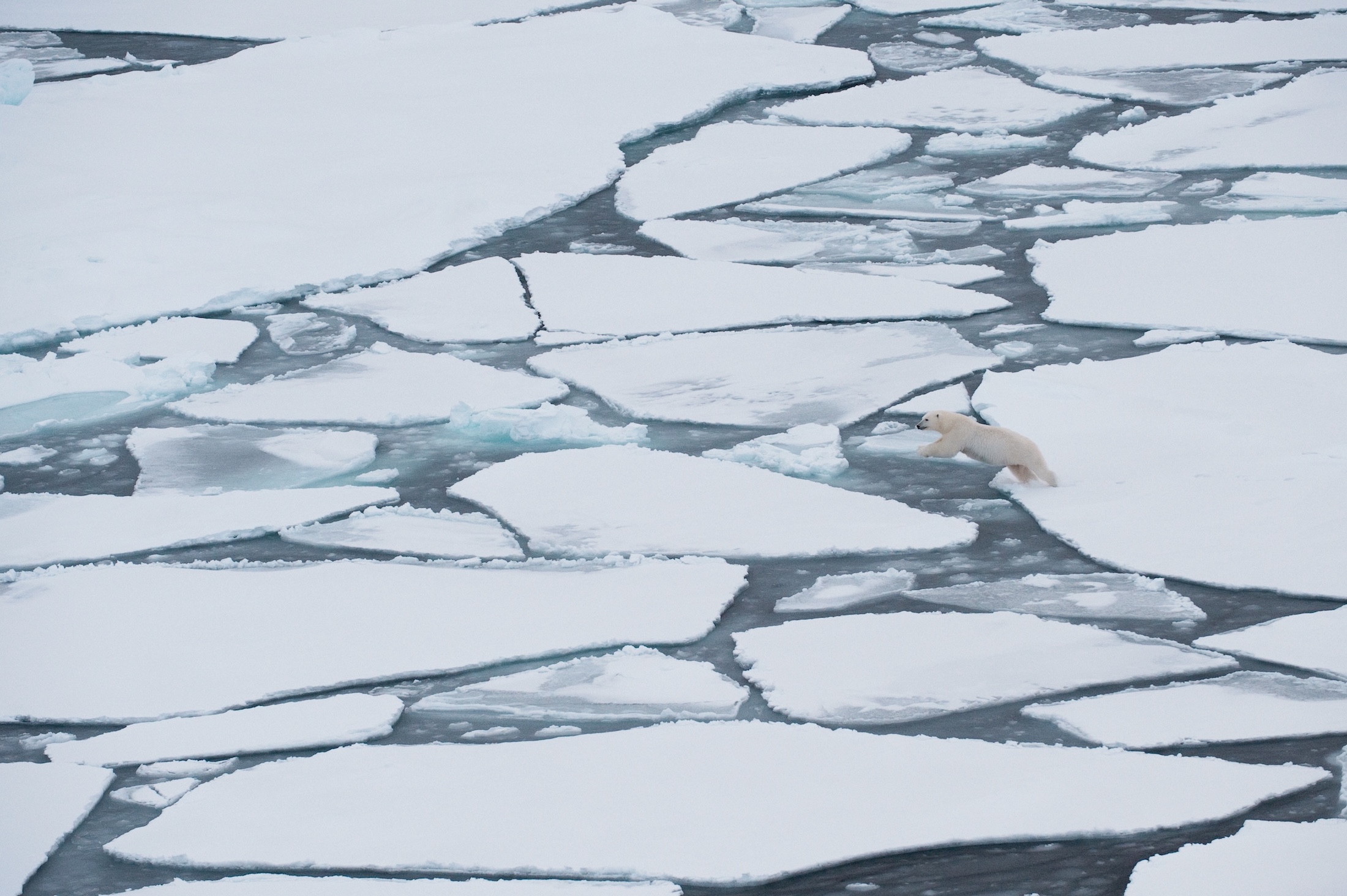 A polar bear jumping between broken ice floes in the Southern Beaufort Sea, Alaska