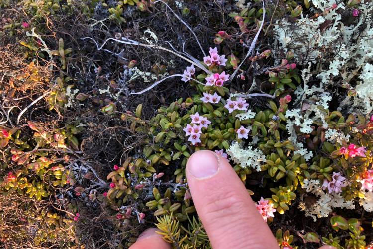 Tiny wildflowers on the summer Subarctic tundra