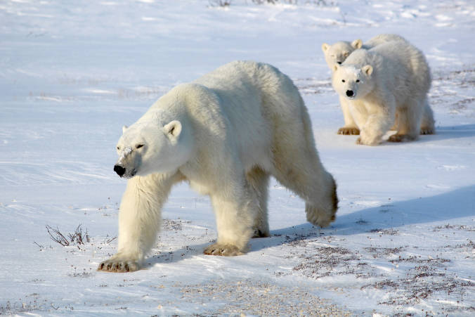 Polar bear mom and cubs