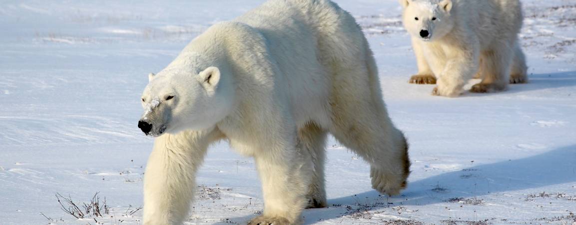 Polar bear mom and cubs