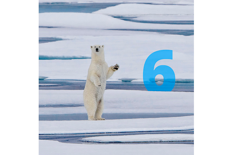 A polar bear standing up on the ice
