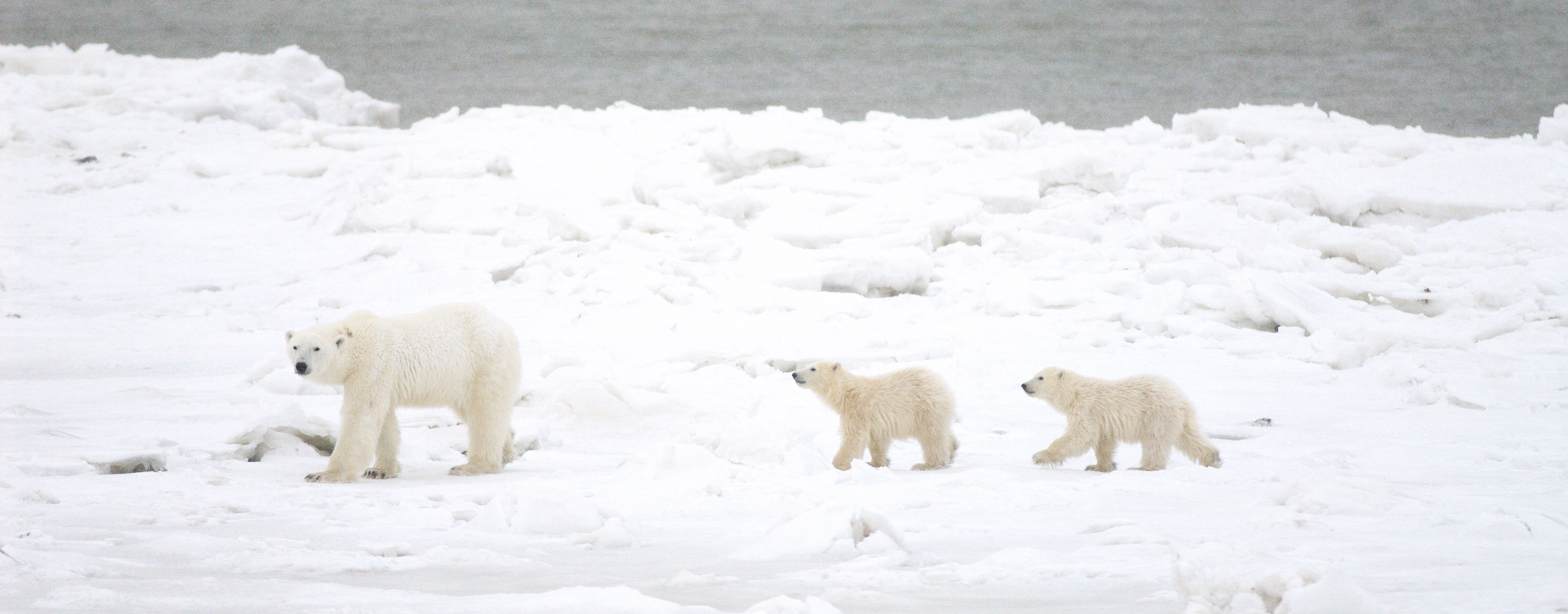 Climate Alliance Course - Activity 3C | Polar Bears International