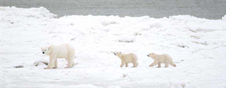 Polar bear mom and her twin cubs waiting for the sea ice to freeze