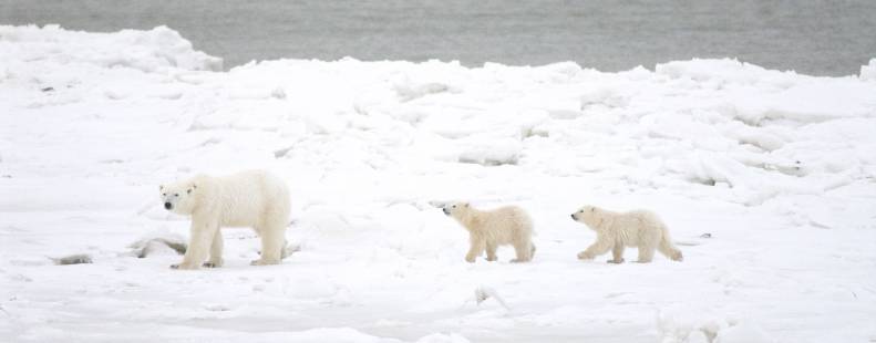 Polar bear mom and her twin cubs waiting for the sea ice to freeze 