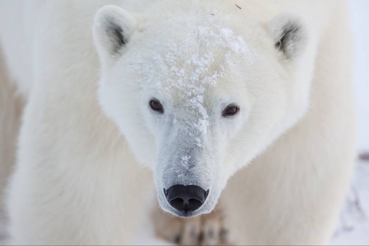 Disneynature's Look Inside the Cold Life of a Polar Bear