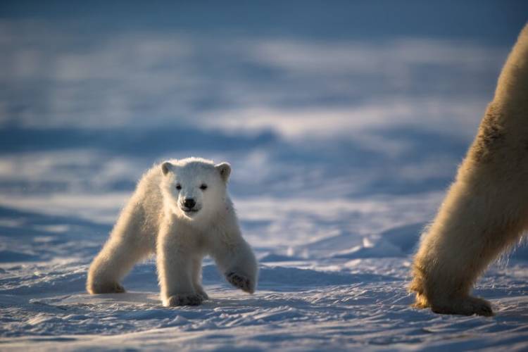 Arctic Research: Carhartts, Polar Bears, and Duct Tape - Science