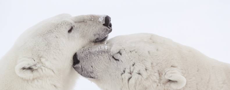 Two bears snuggling