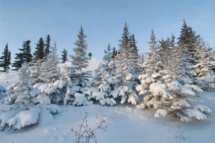 Snowy Trees in Churchill 