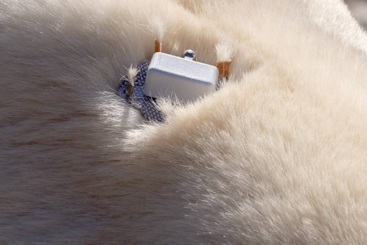 Burr on Fur tracker on a polar bear
