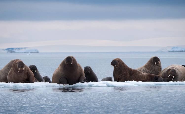 Walruses resting on a small ice floe.
