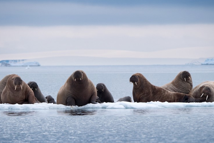 Walruses resting on a small ice floe.