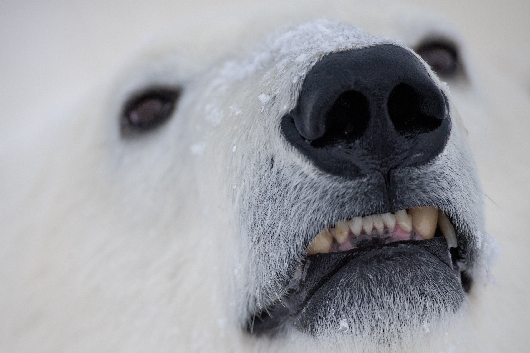 A close up of a polar bear's face with the focus on its mouth