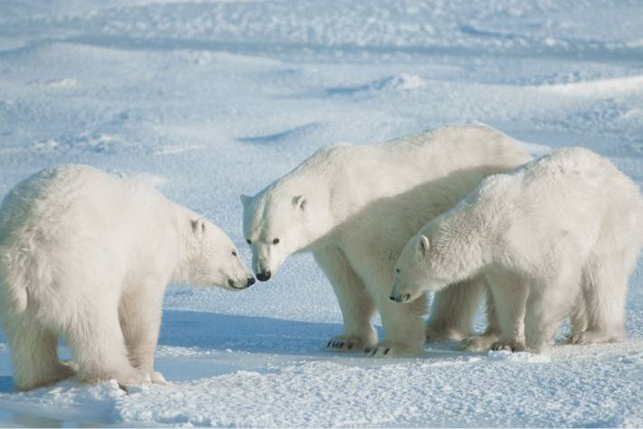 Three polar bears interacting closely with one another