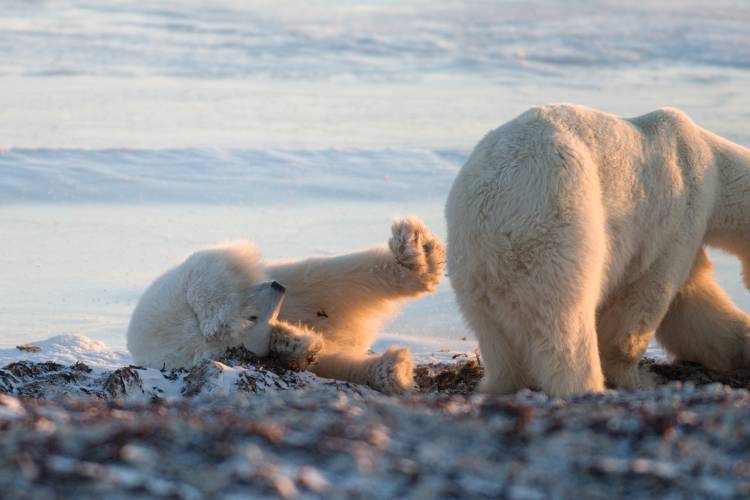 A polar bear cub rolls around in seaweed next to mom 