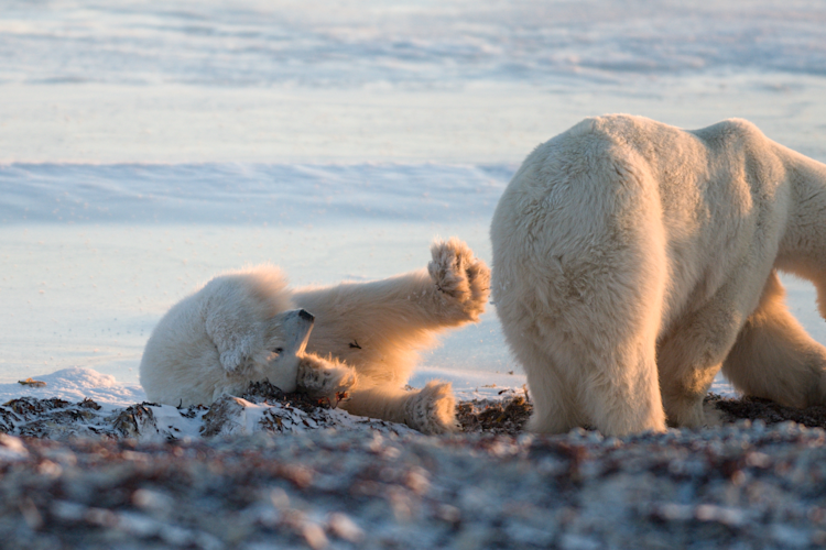 A polar bear cub rolls around in seaweed next to mom