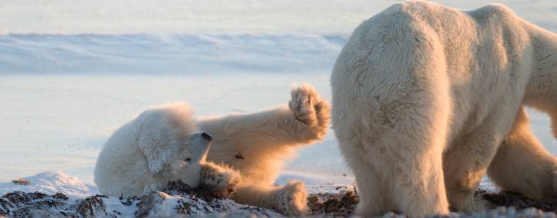 A polar bear cub rolls around in seaweed next to mom