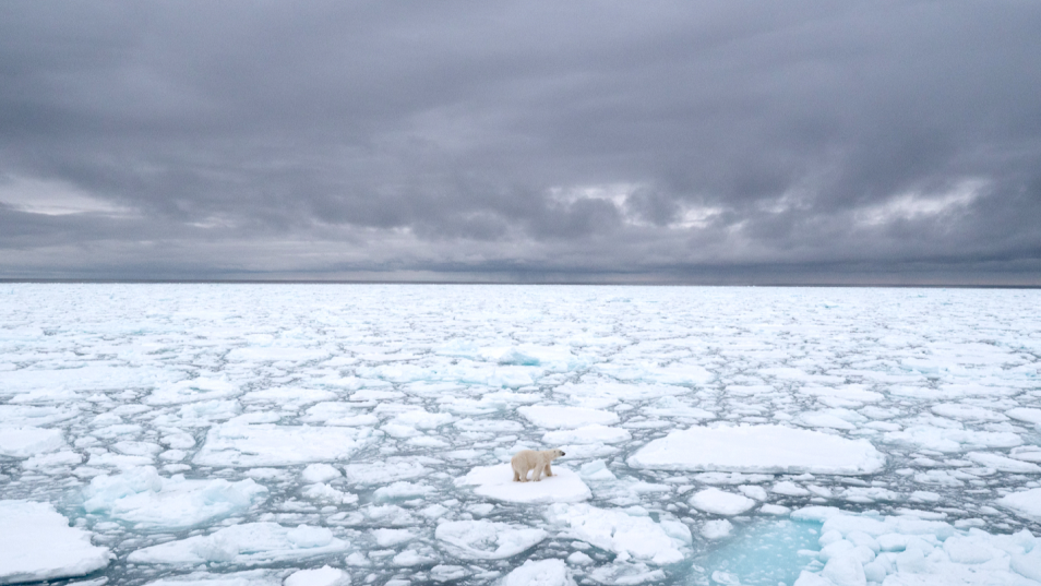 Polar bear laying in the snow