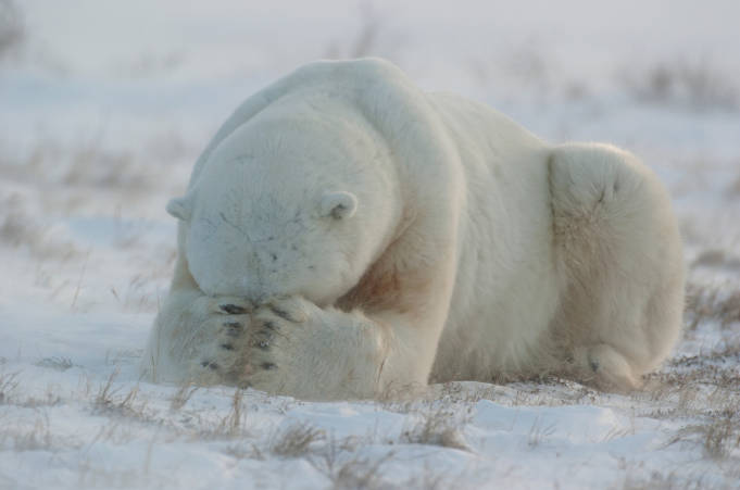 Hiding polar bear