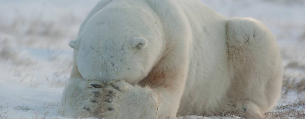 Hiding polar bear