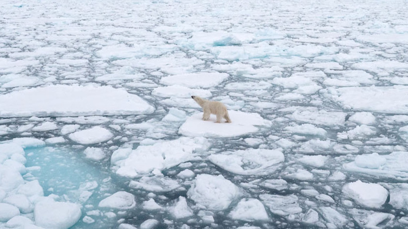 Polar bear on sea ice
