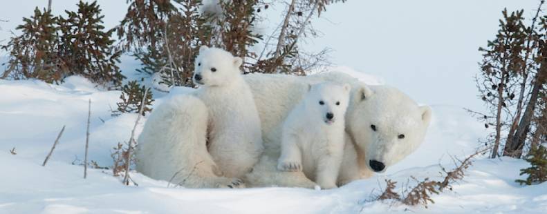 2 polar bear cubs curled up with mama bear, laying in the snow