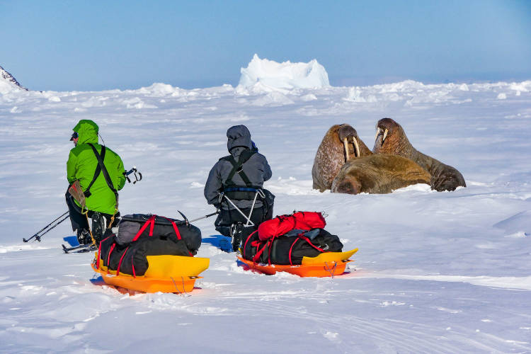 Dave Garrow and John McClelland enjoy the company of three female walruses hauled out on the sea ice