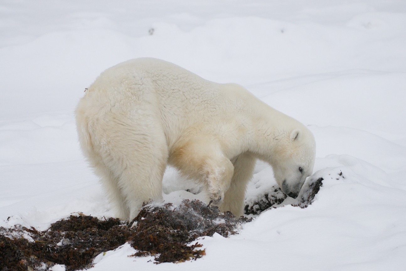 Polar bear scavenges for kelp under the snow