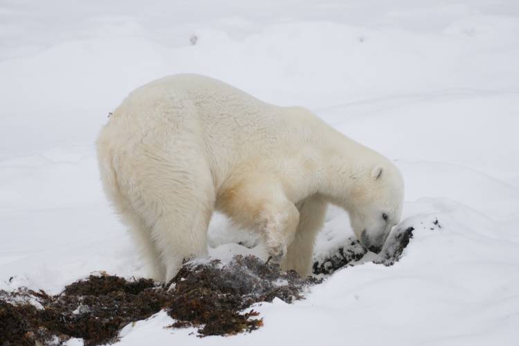 Polar bear scavenges for kelp under the snow