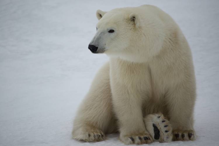 A lone polar bear looks directly at the camera.