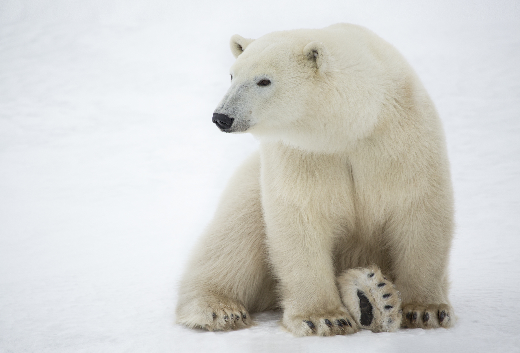 A lone polar bear looks directly at the camera.