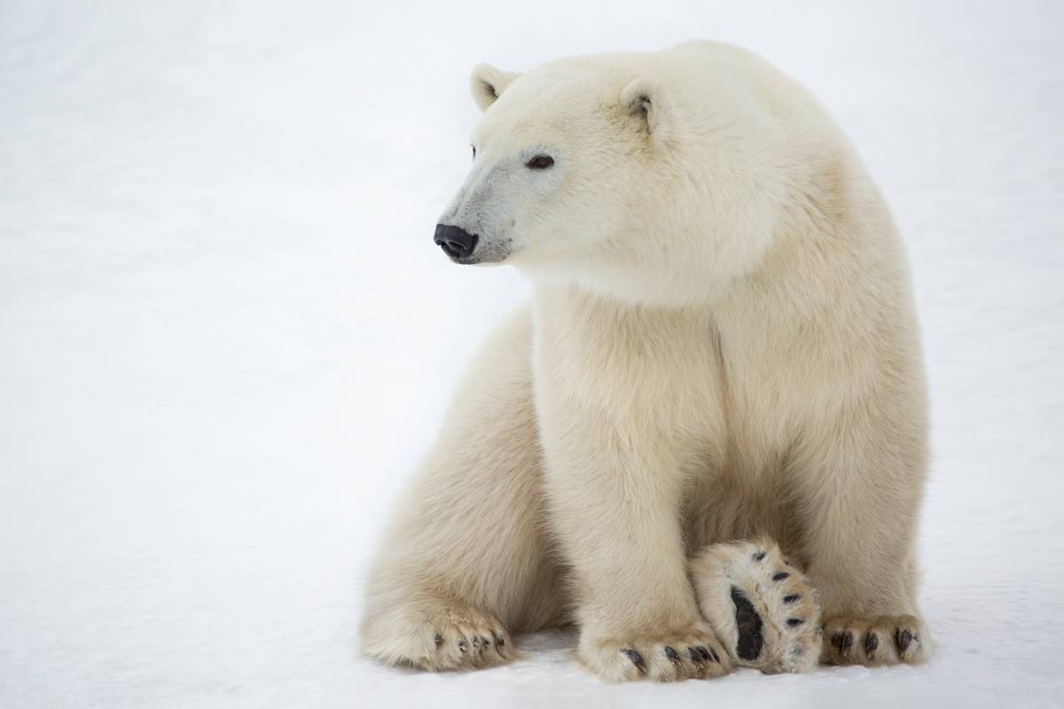 A lone polar bear looks directly at the camera.