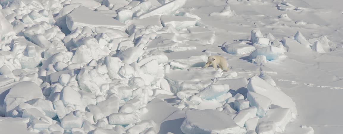 A polar bear walking on a vast white sea ice landscape in the Southern Beaufort Sea