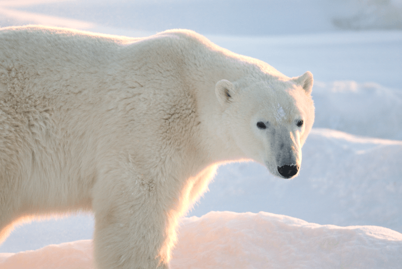 Polar bear looking at the camera with a gorgeous link sunset lighting up the background image