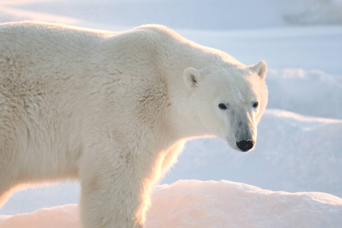 Polar bear looking at the camera with a gorgeous link sunset lighting up the background image