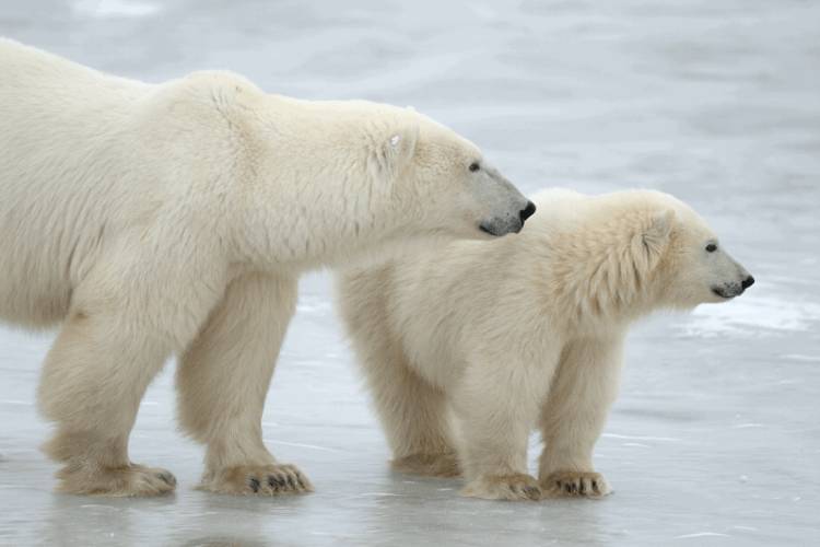 Polar bear mom and cub