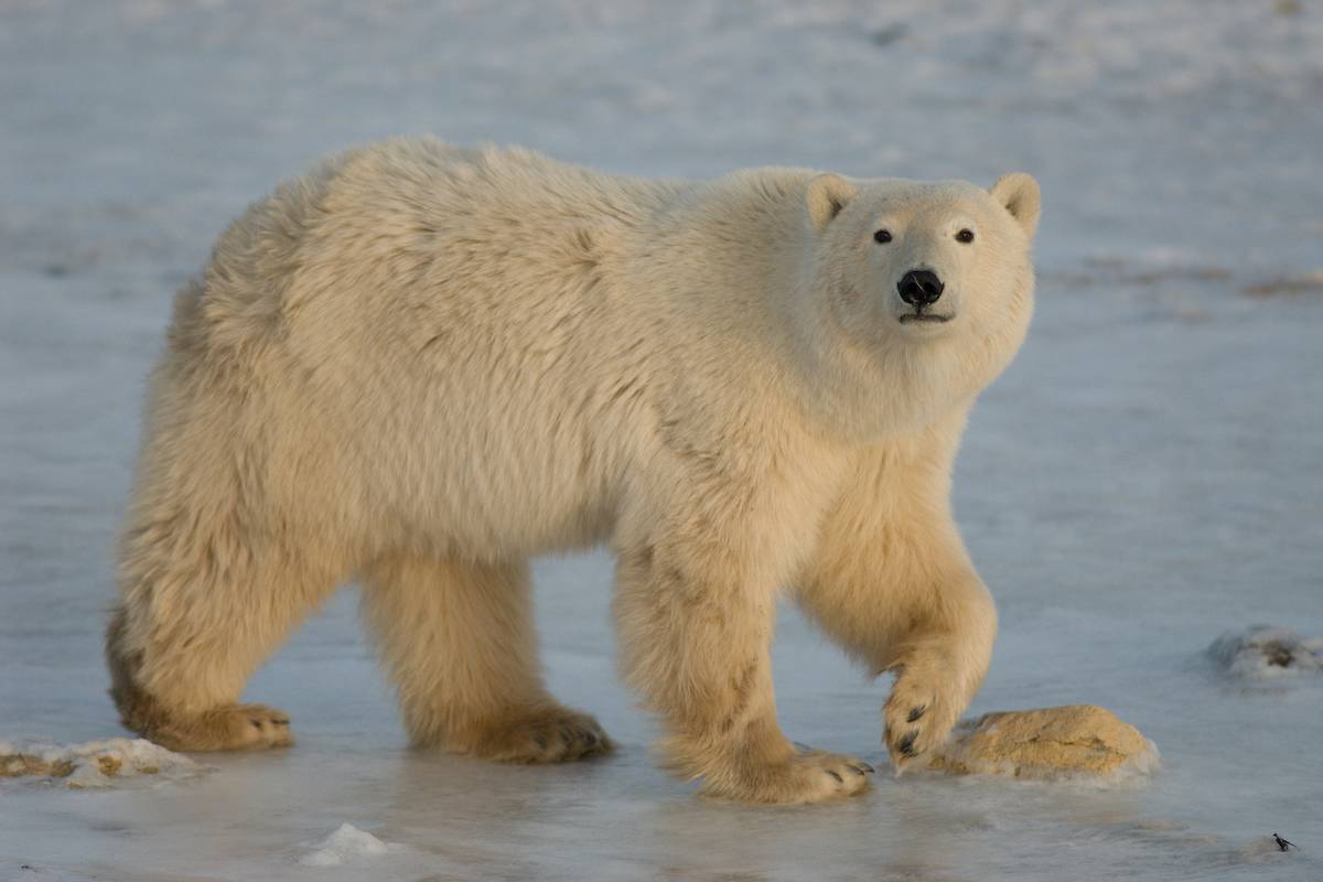 Large female polar bear on ice
