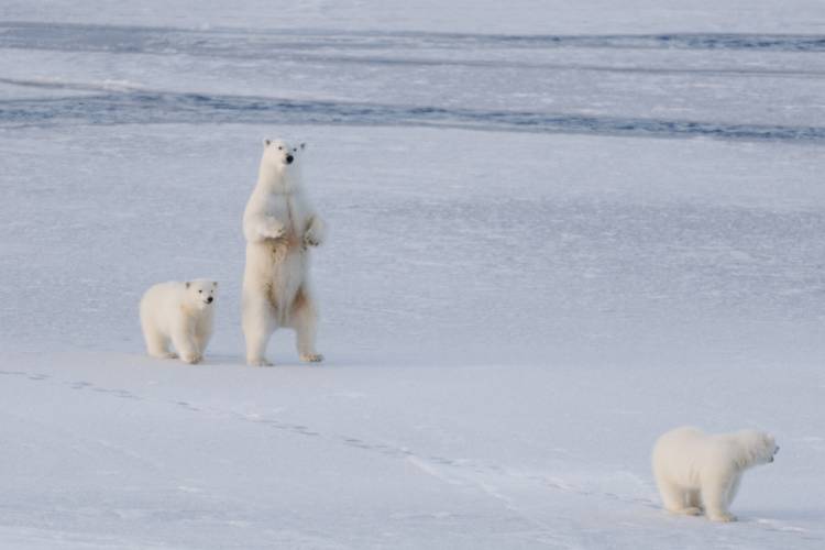 Three bears on the ice