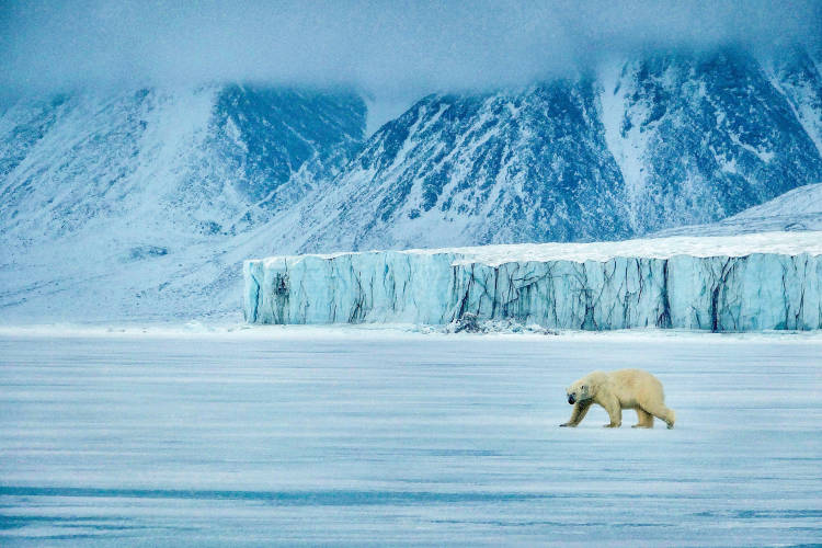 A polar bear walking across sea ice