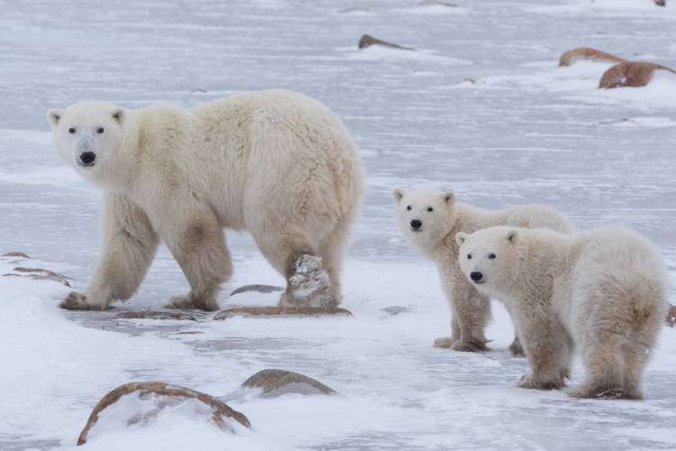 A polar bear mom with twin cubs