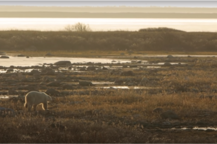A polar bear traveling on dry land