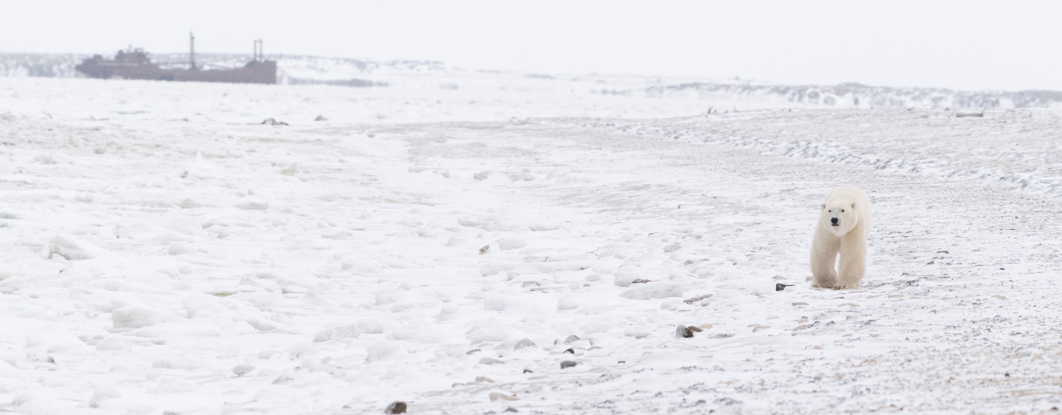 A polar bear walks along the snowy coastline of the Hudson Bay