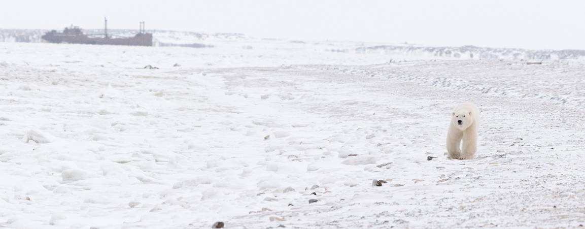 A polar bear walks along the snowy coastline of the Hudson Bay