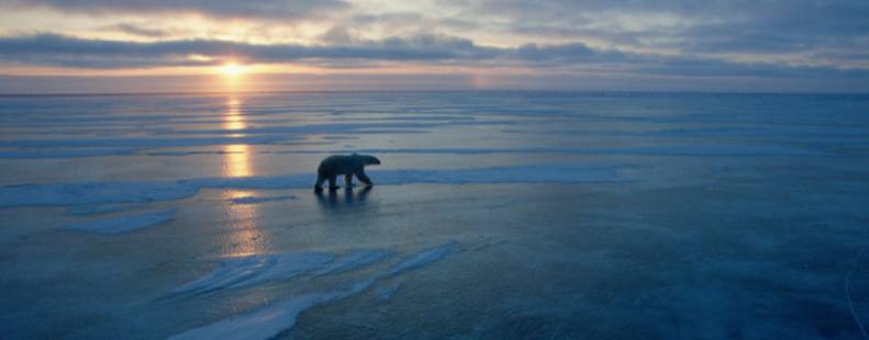Polar bear guide: where they're found, what they eat, and why they're  threatened - Discover Wildlife