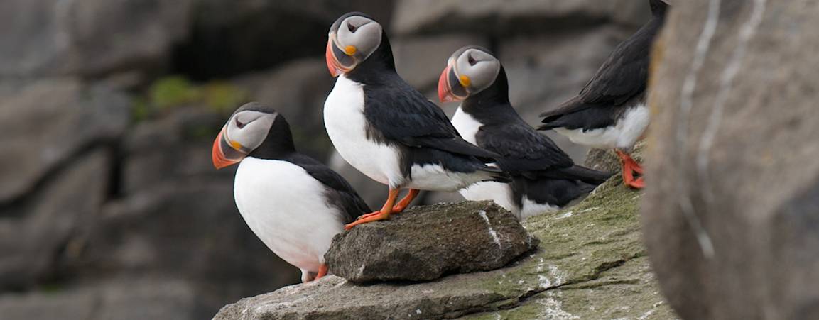Puffins on a rocky cliff in Svalbard, Norway